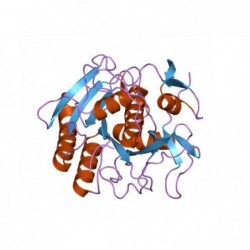 Proteinasa K Solution 100 mg